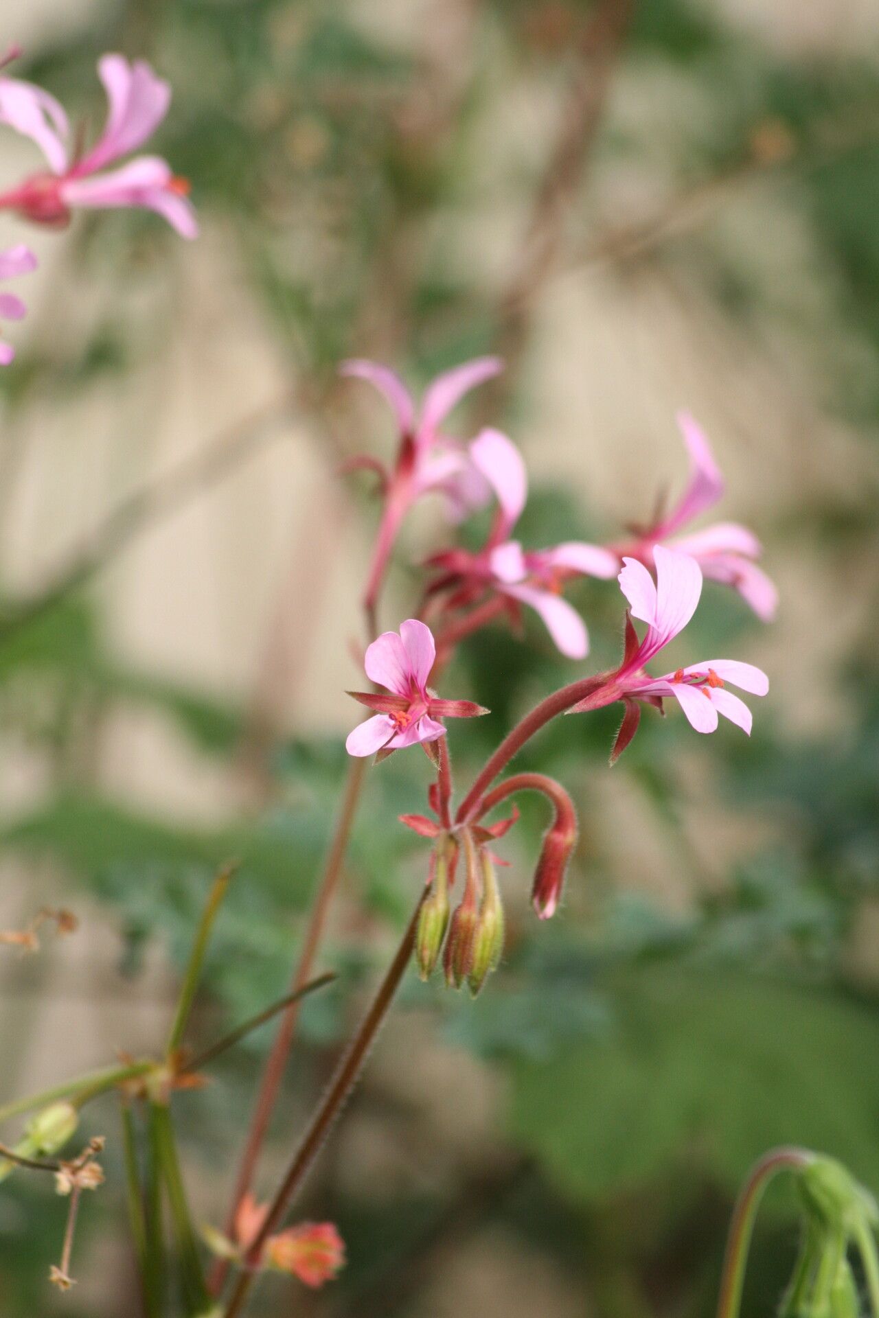 Pelargonium transvaalense — houseplant care guide
