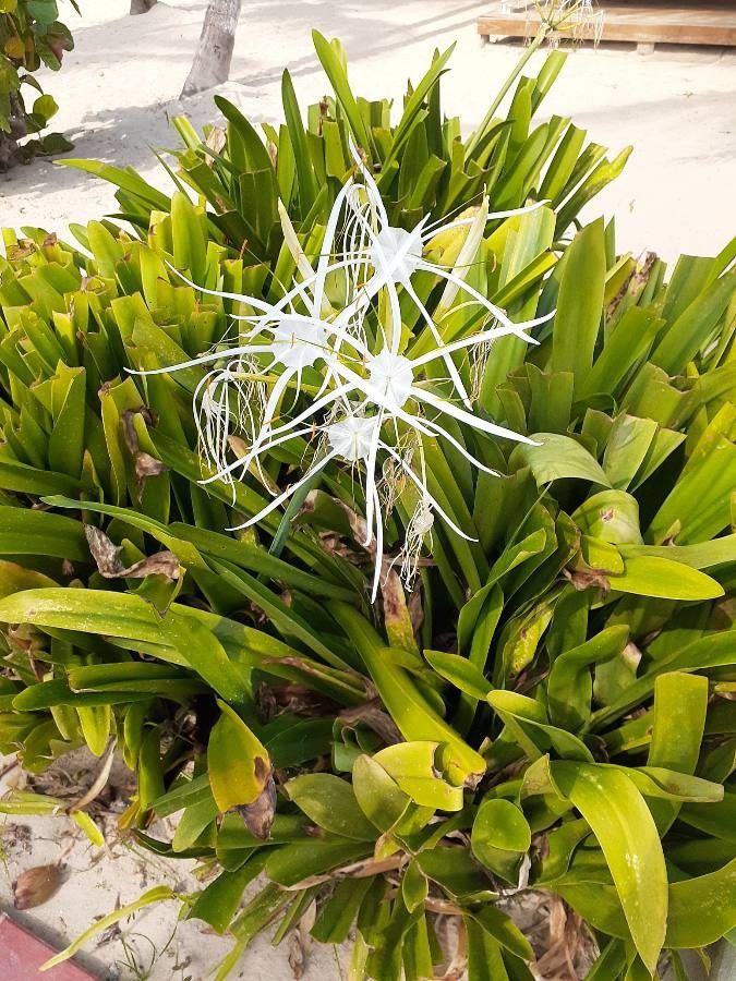 Hymenocallis speciosa — search result for 'Bahamas'