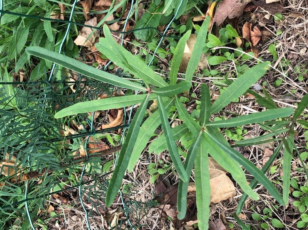 Quercus pumila — houseplant care guide