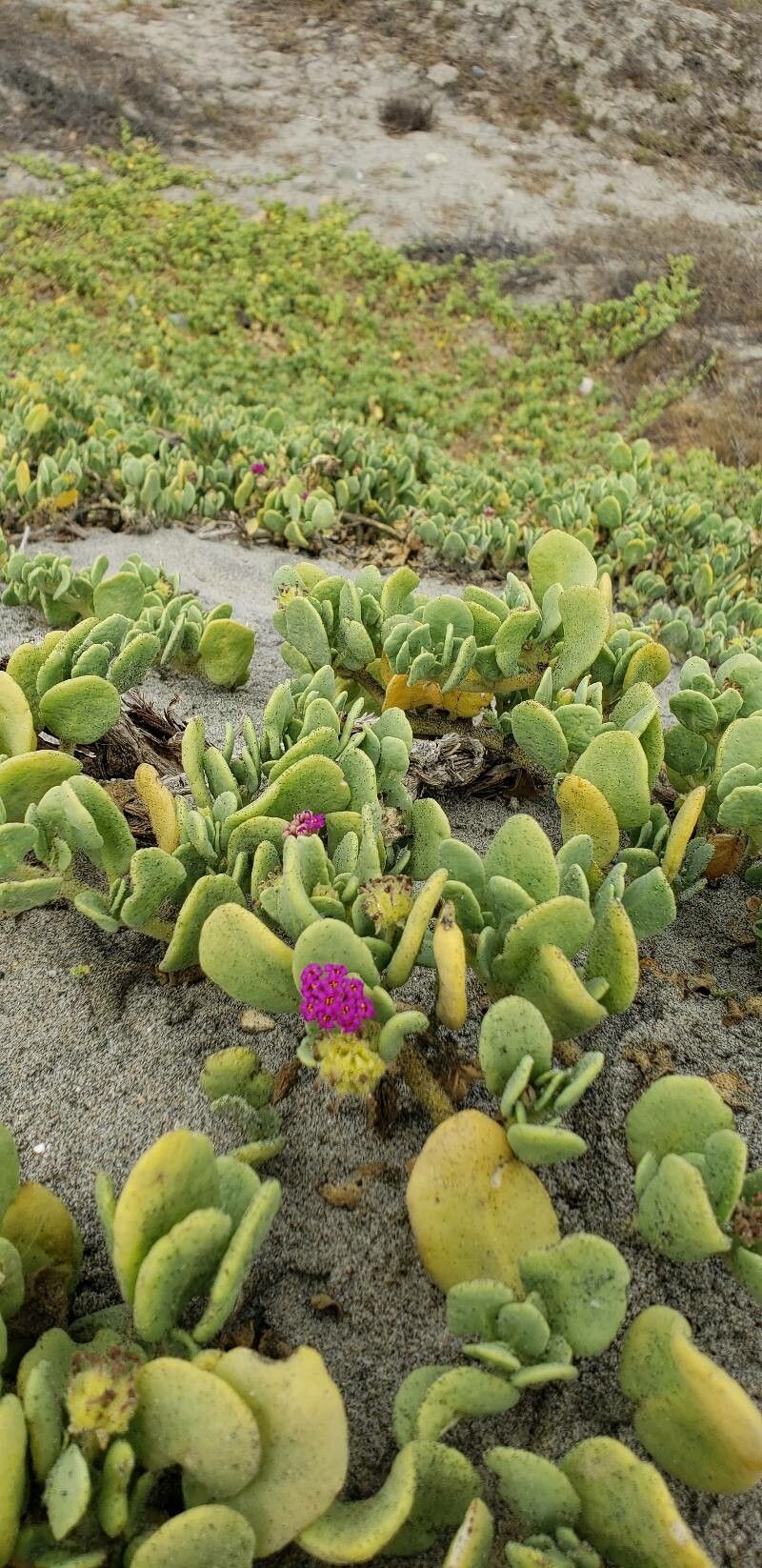 Abronia maritima — houseplant care guide