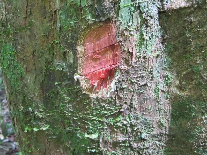 Pouteria melanopoda other