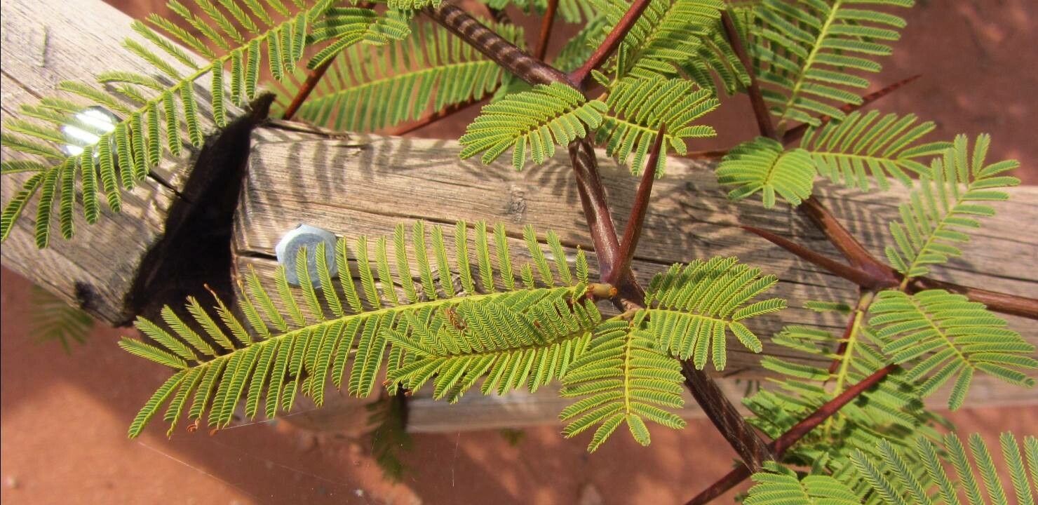 Vachellia aroma — search result for 'Paraguay'