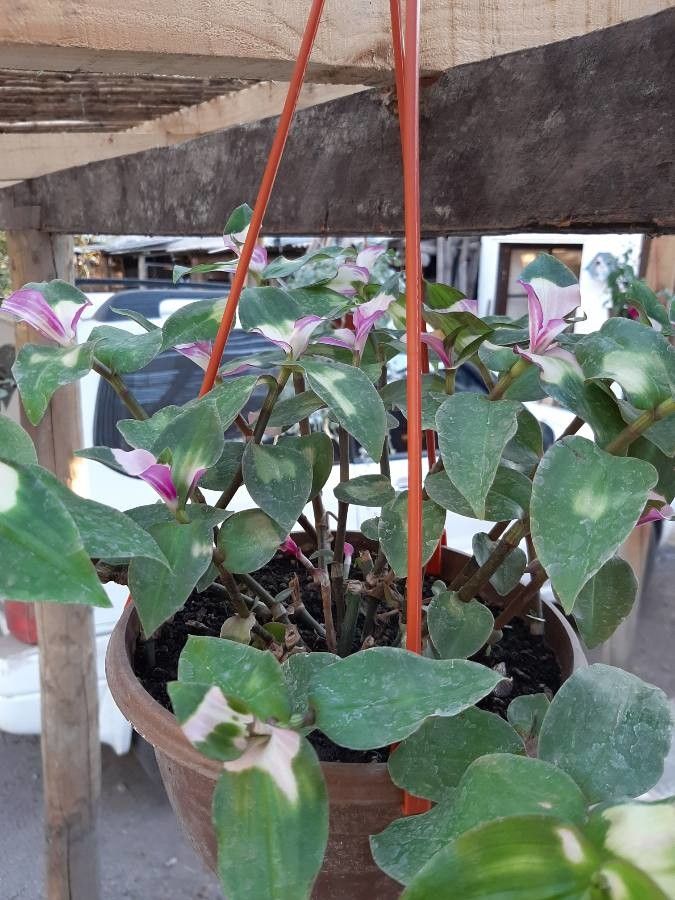 Tradescantia × andersoniana leaf