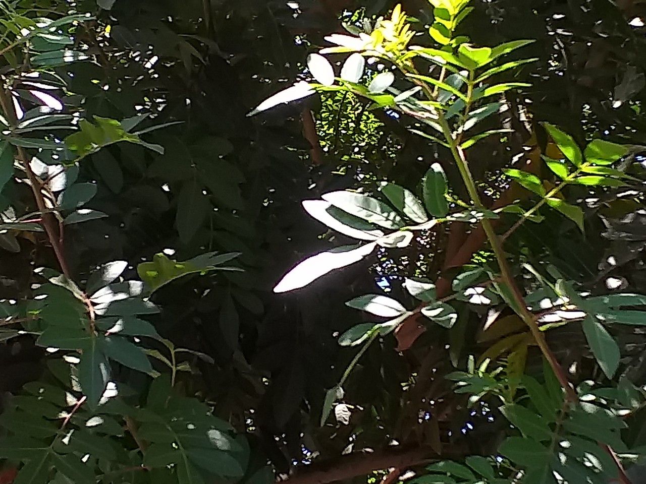 Pistacia atlantica leaf