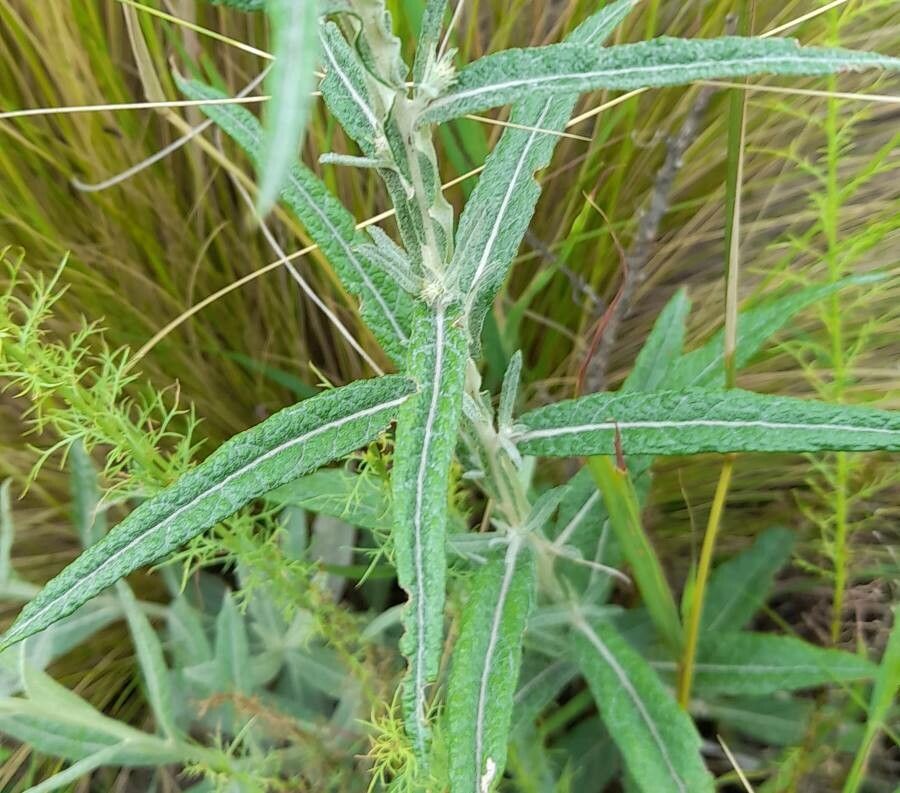Pterocaulon cordobense — related species from the same genus