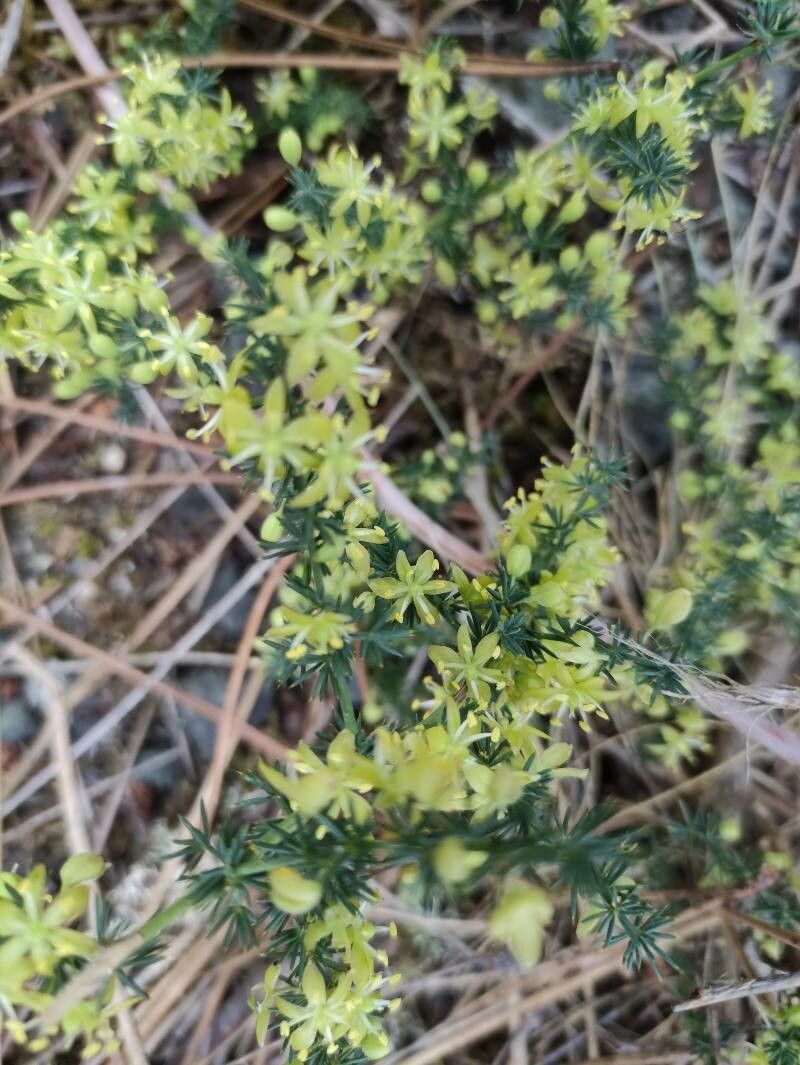 Asparagus aphyllus flower