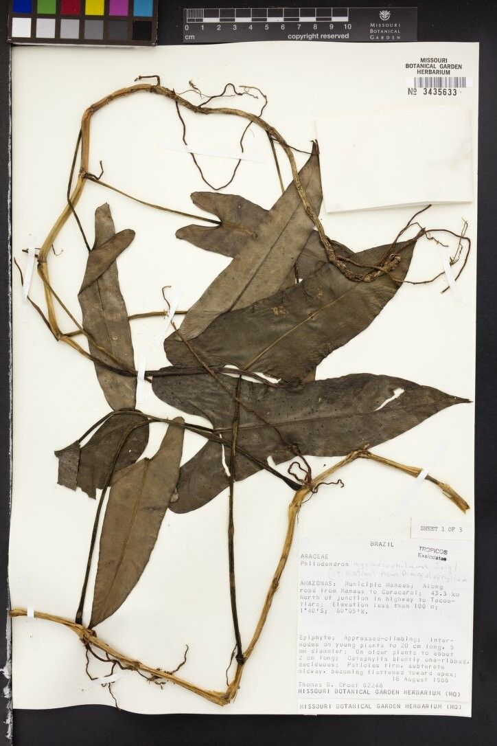 Philodendron myrmecophilum — houseplant care guide