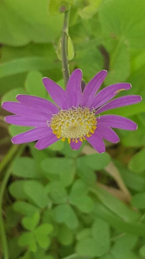Pericallis tussilaginis flower