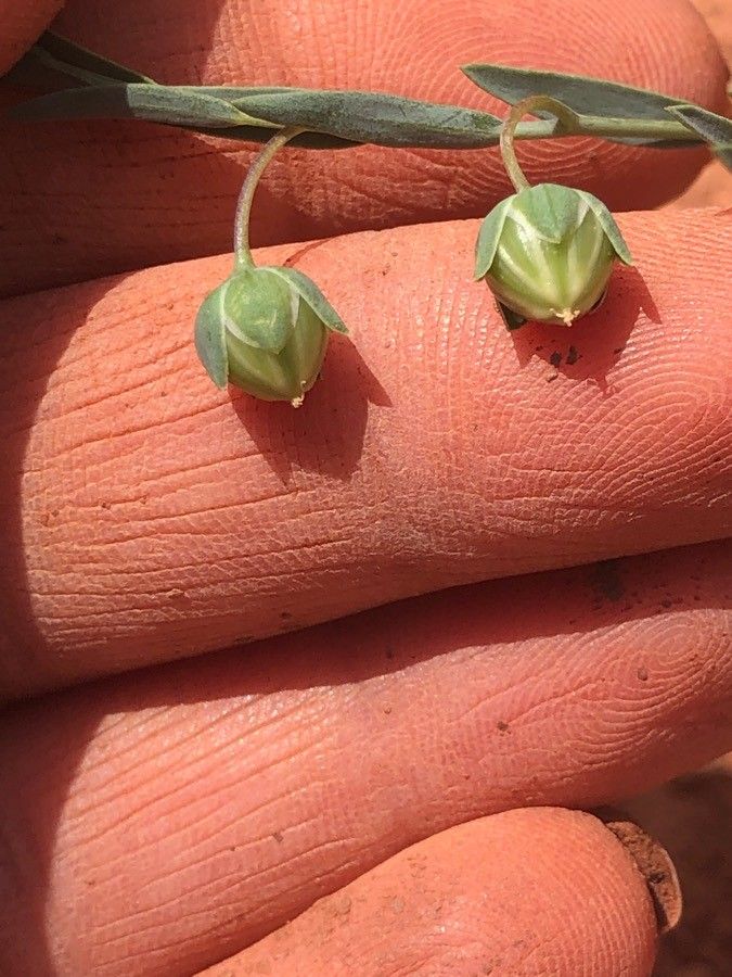 Linum pratense fruit