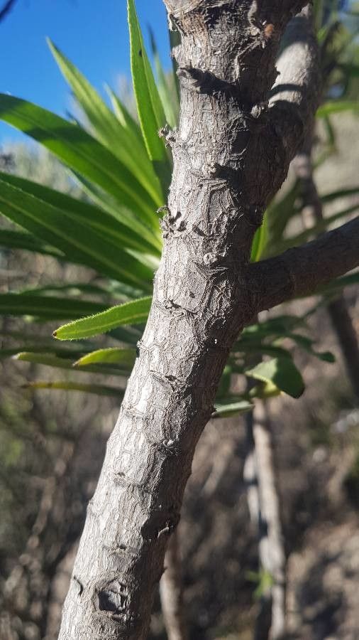Echium onosmifolium bark