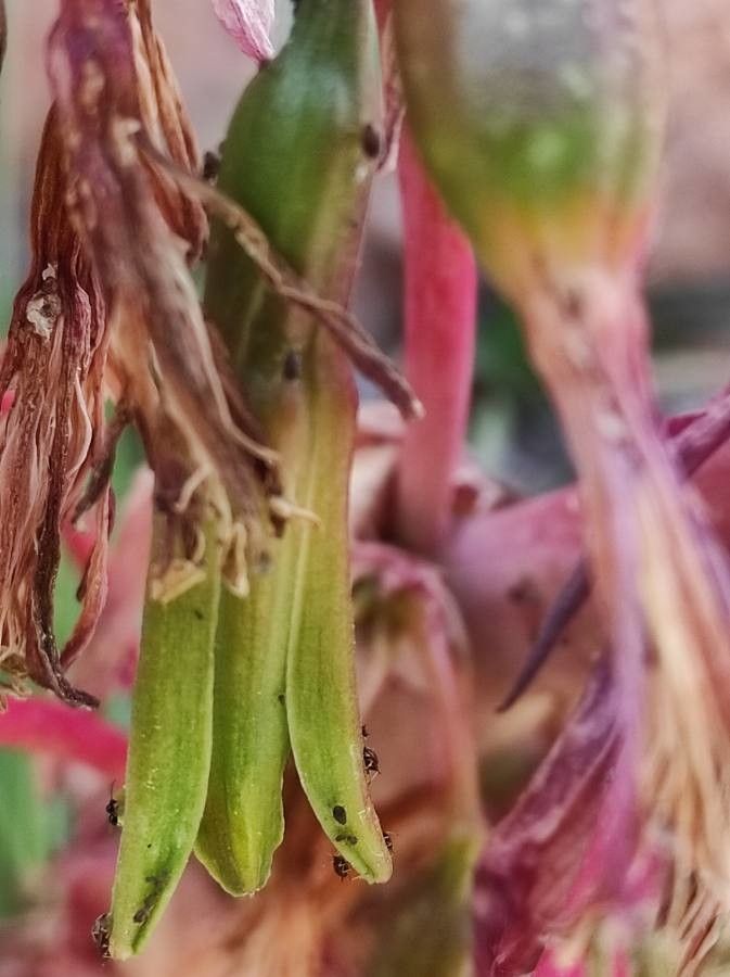 Beschorneria calcicola flower
