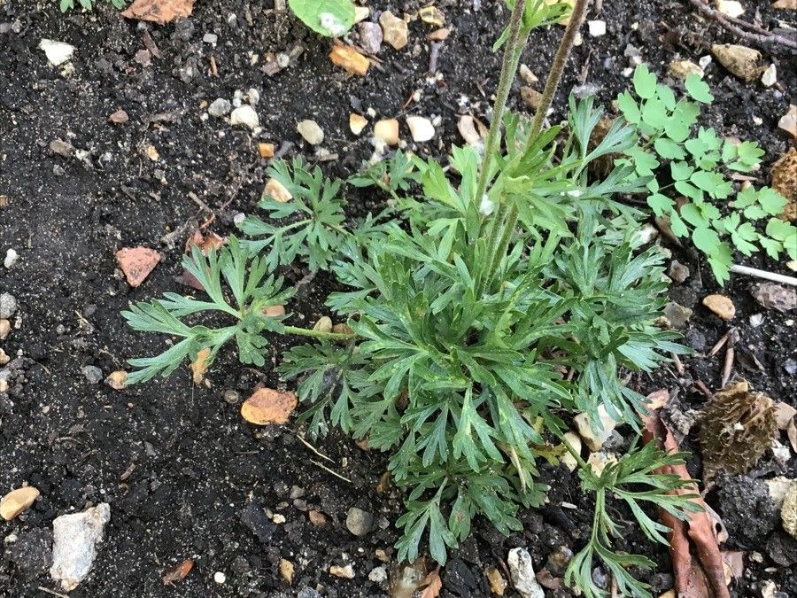 Anemone multifida — search result for 'Anemone'