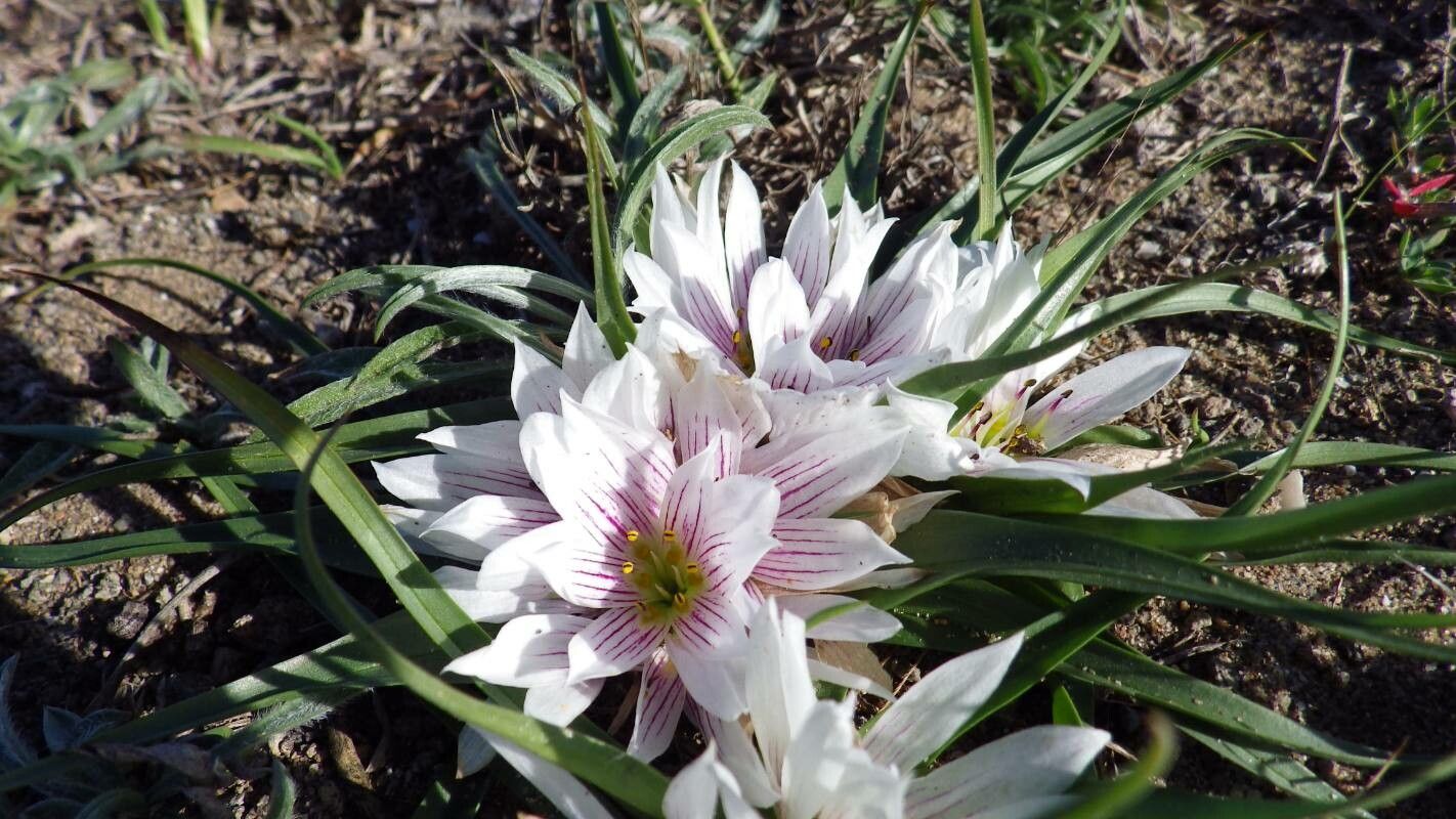 Colchicum europaeum flower