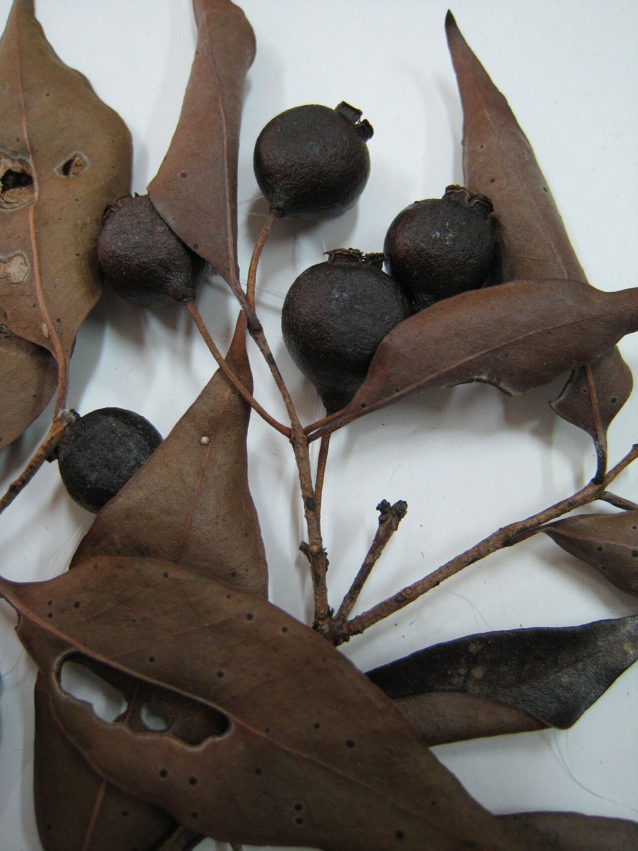 Psidium sartorianum other