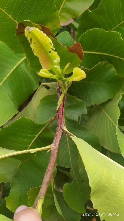 Curatella americana flower