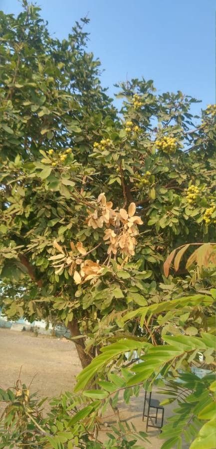 Sapindus trifoliatus habit