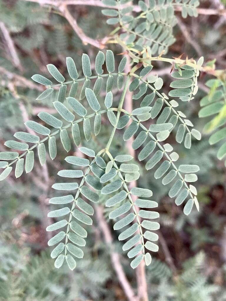 Prosopis koelziana — search result for 'Prosopis'