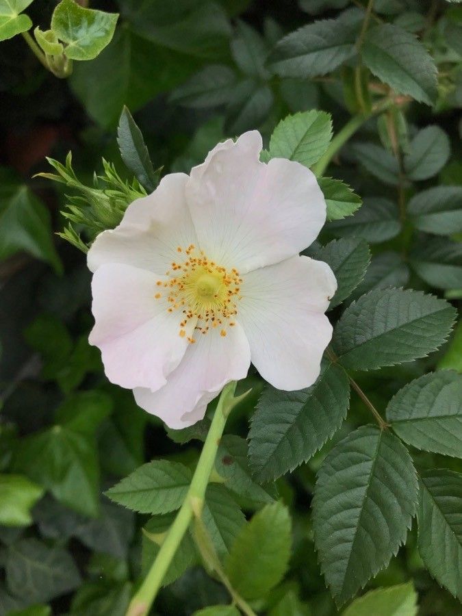 Rosa corymbifera flower