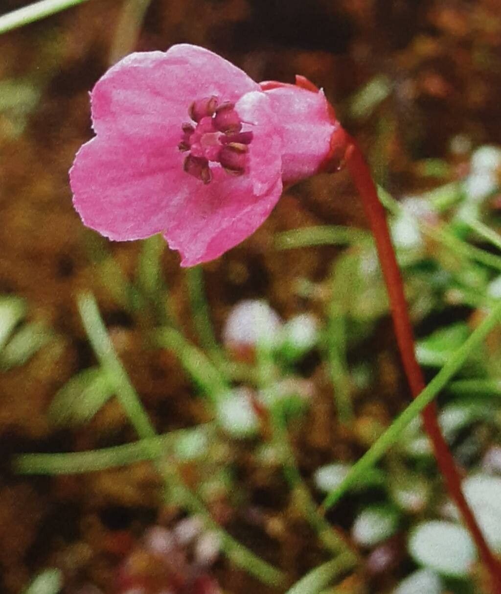 Diapensia wardii — related species from the same genus