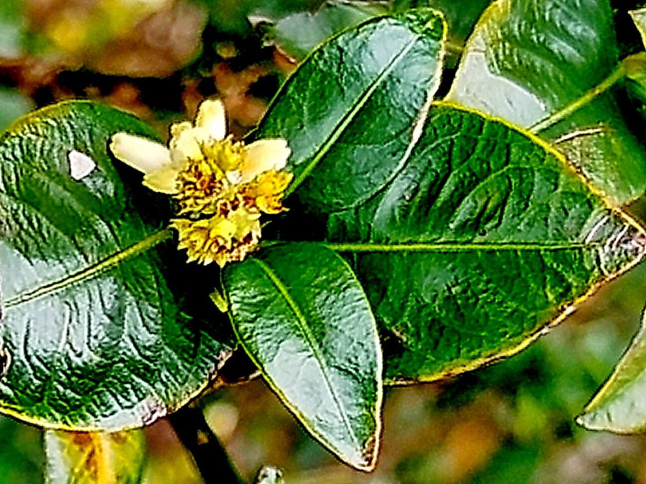 Palicourea boqueronensis — houseplant care guide