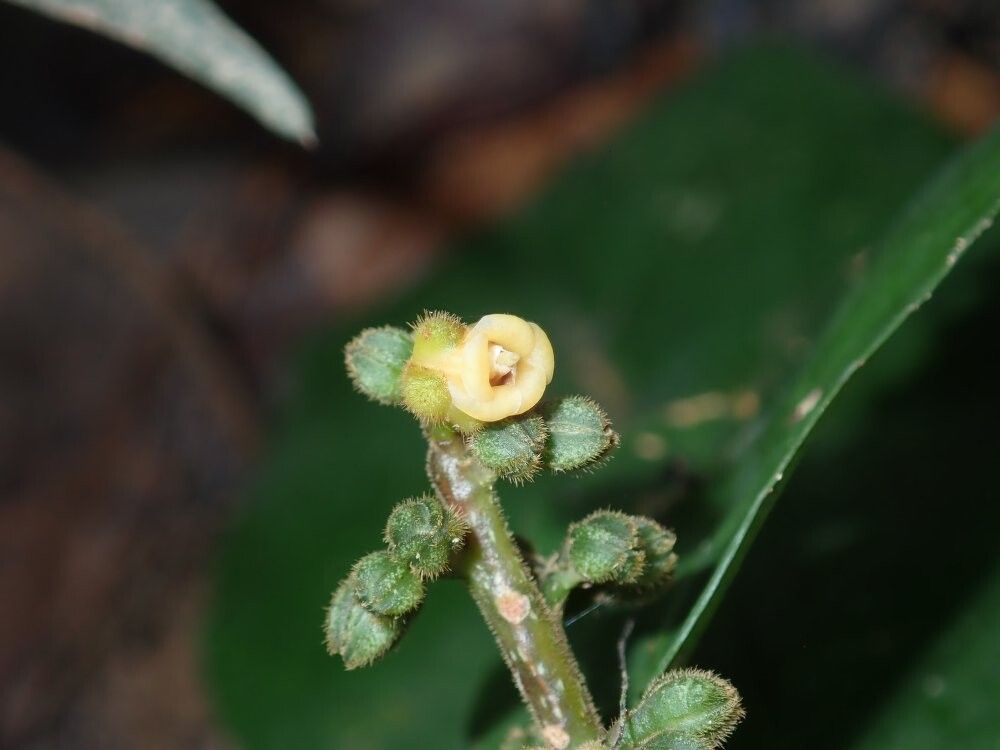 Rinorea claessensii — houseplant care guide