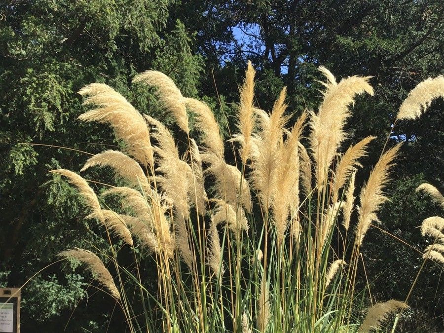 Cortaderia fulvida fruit