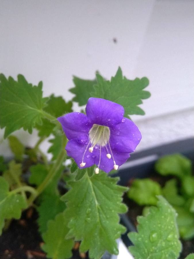 Phacelia grandiflora flower
