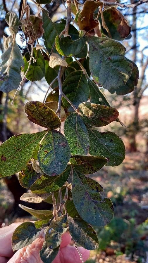 Searsia rehmanniana — houseplant care guide