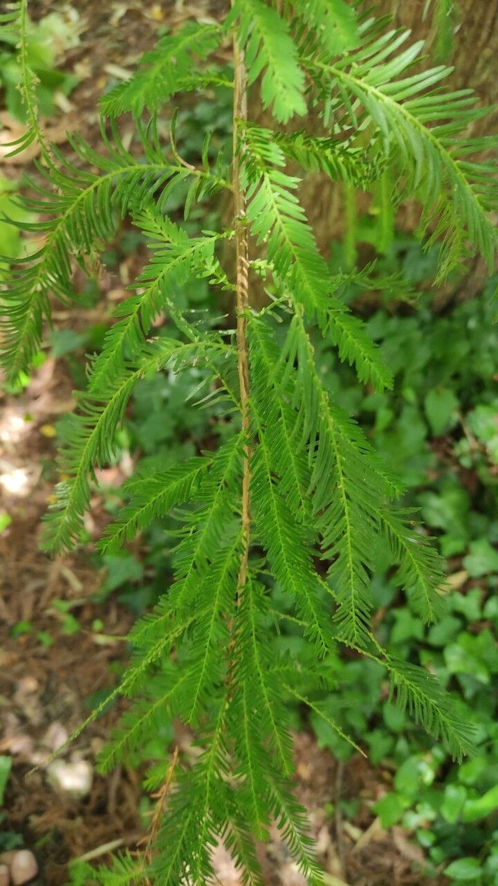 Taxodium huegelii