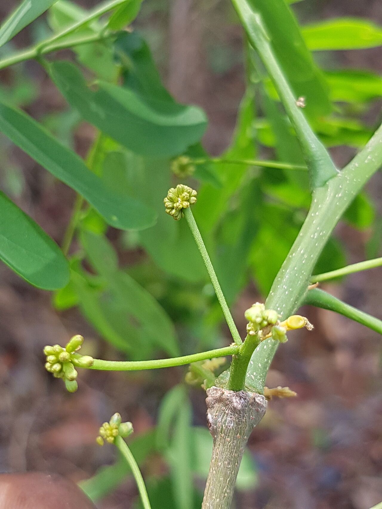 Albizia boivinii flower