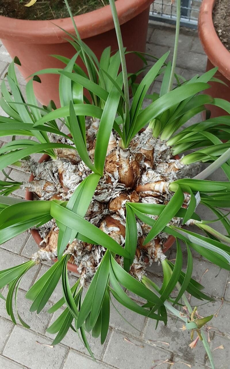 Cyrtanthus falcatus leaf