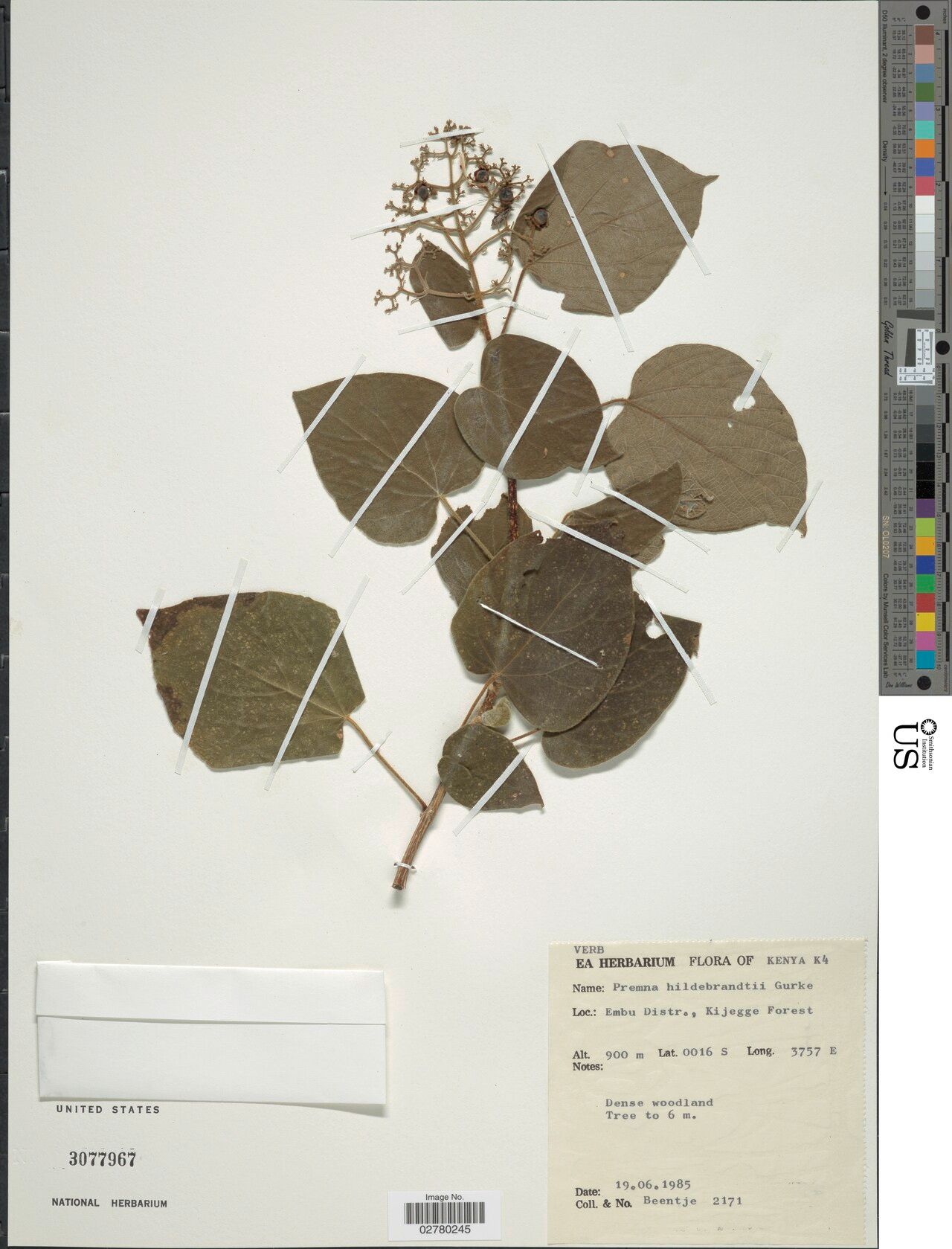 Premna hildebrandtii — houseplant care guide