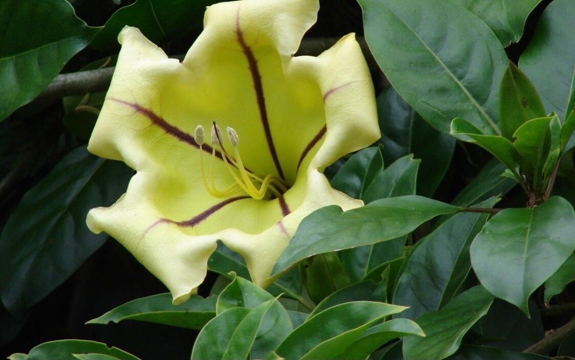 Solandra guttata flower