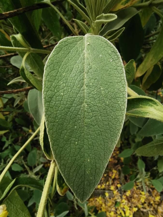 Phlomis grandiflora — search result for 'Aegean Islands'