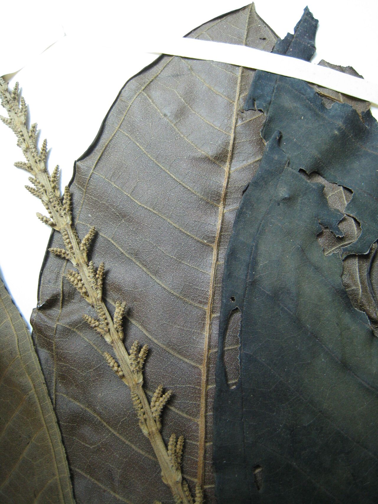 Miconia trinervia other