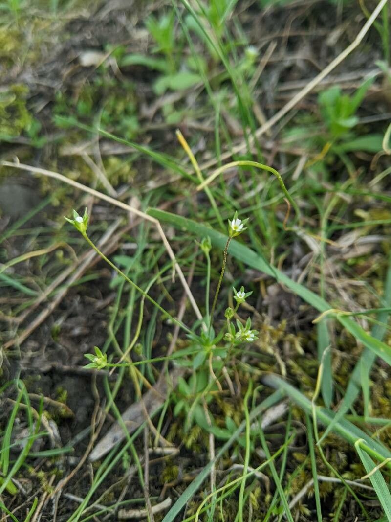 Androsace elongata flower