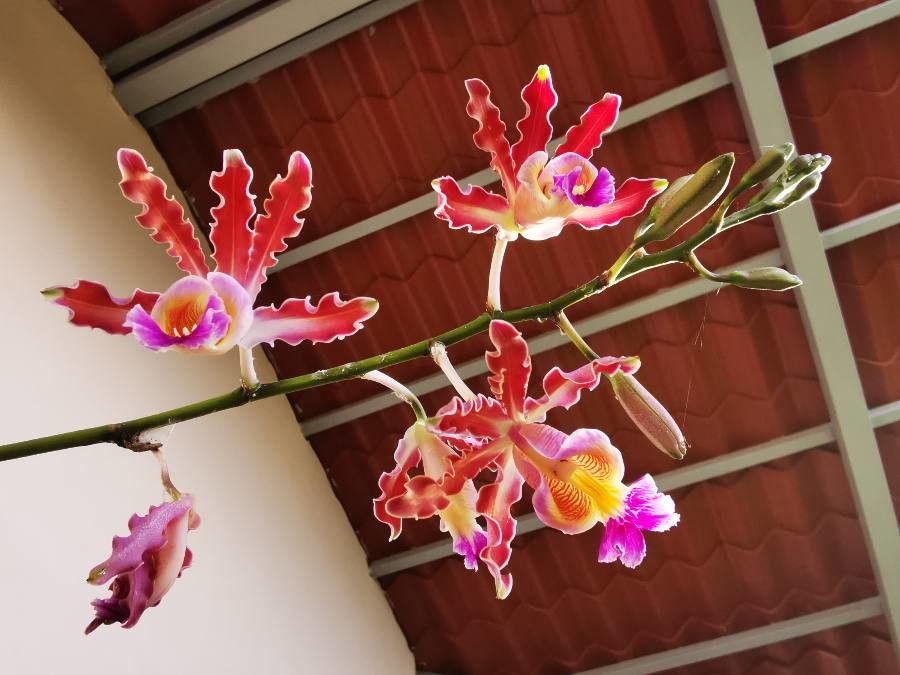 Myrmecophila tibicinis flower