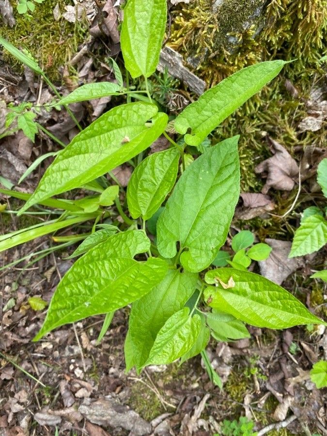 Aristolochia serpentaria — search result for 'Aristolochiaceae'
