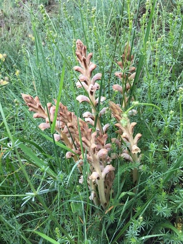 Orobanche alsatica — related species from the same genus