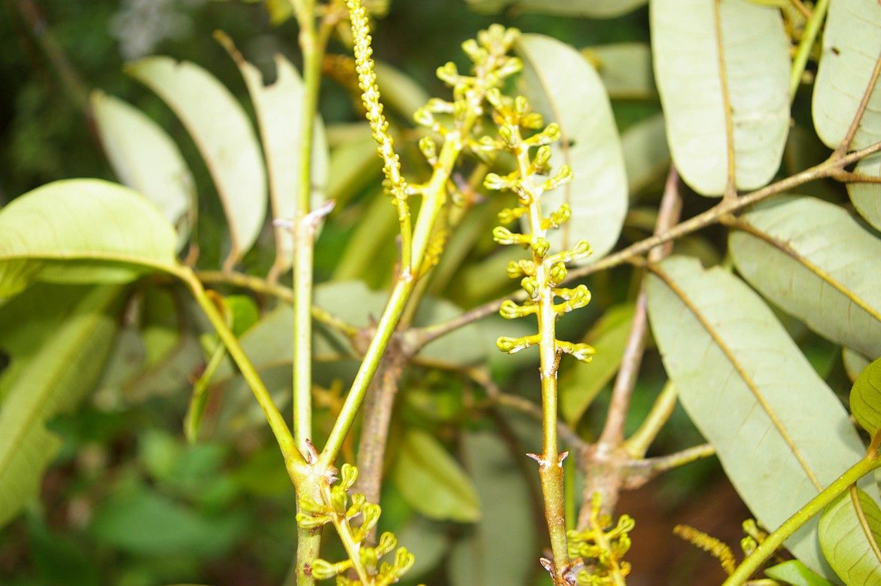 Zanthoxylum ekmanii other