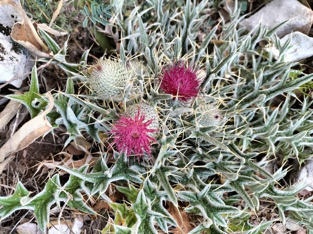 Cirsium echinatum leaf