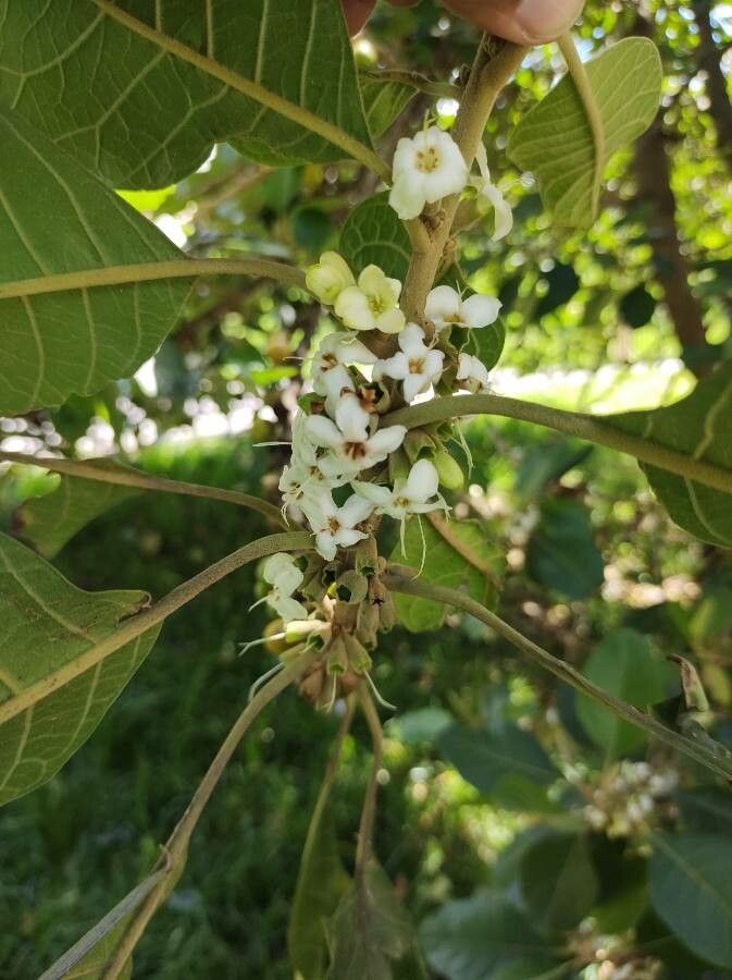 Aegiphila bogotensis flower