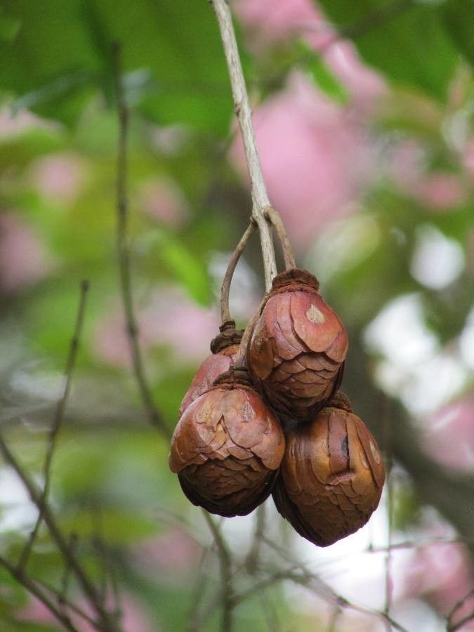 Lafoensia glyptocarpa fruit