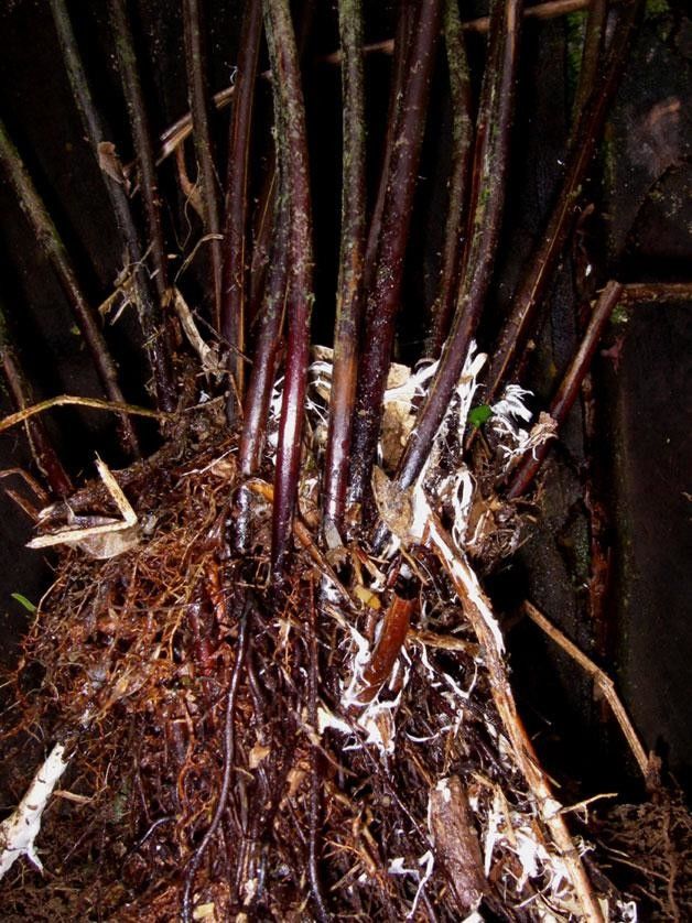 Saccoloma inaequale bark