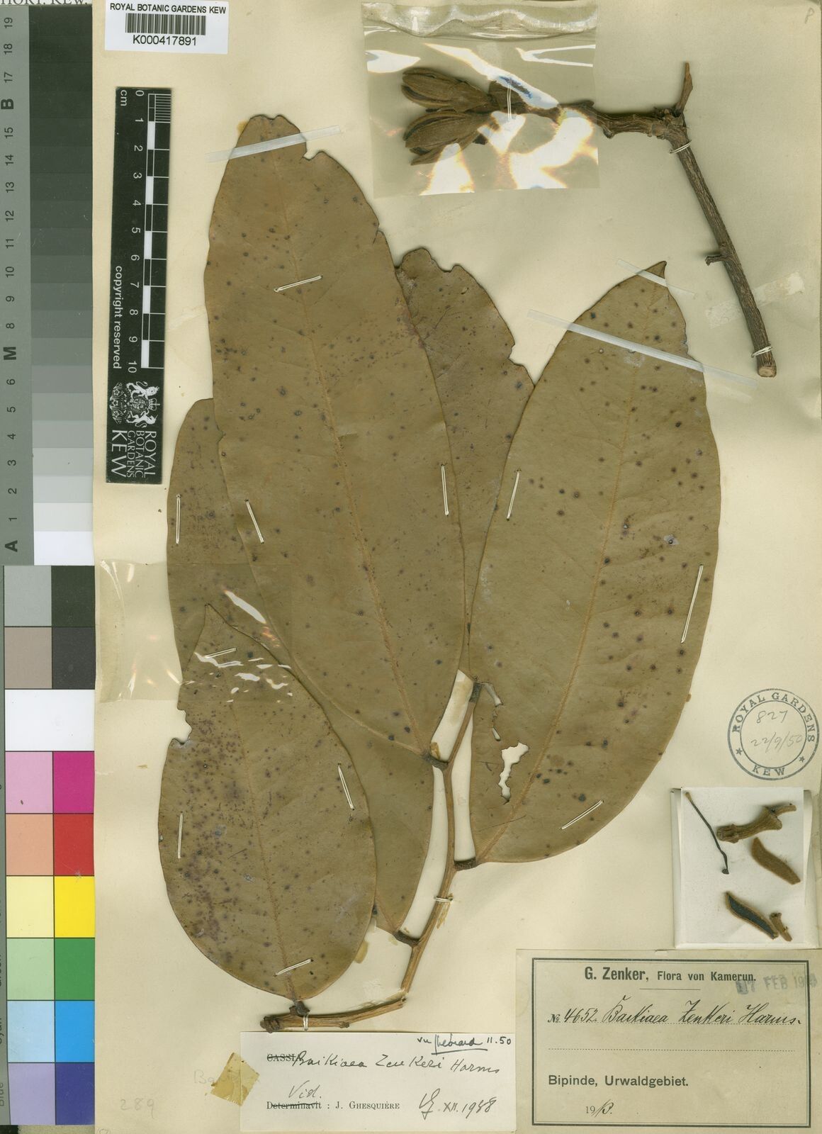 Baikiaea zenkeri — related species from the same genus