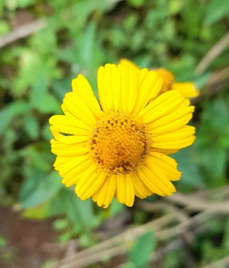Heliopsis buphthalmoides flower
