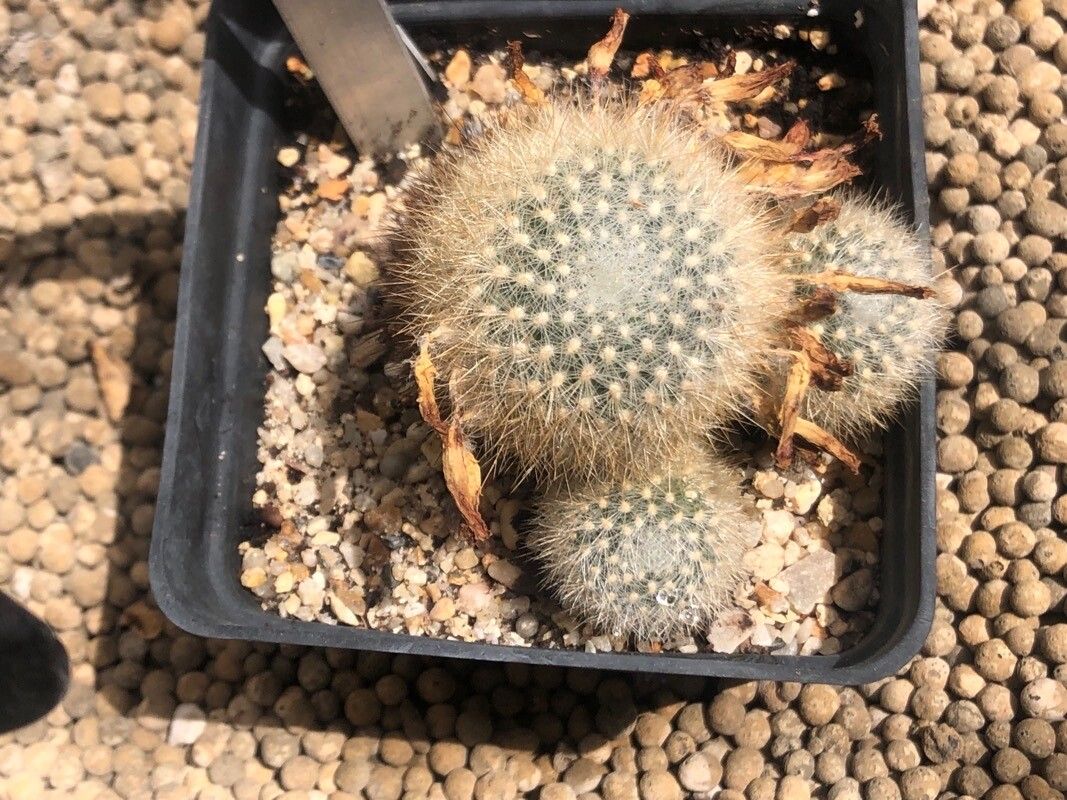 Rebutia fiebrigii leaf