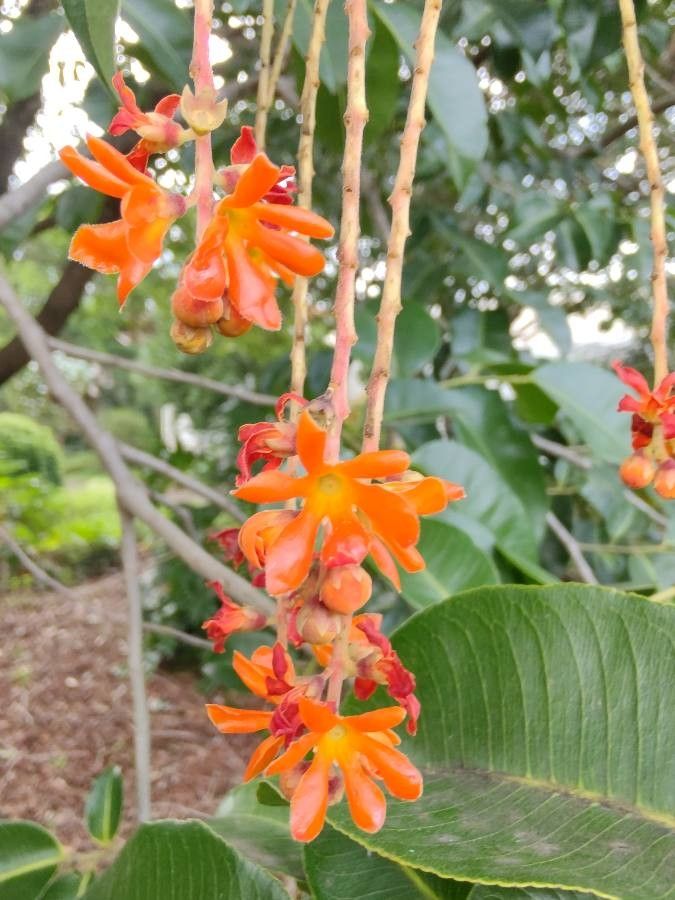 Cariniana rubra flower