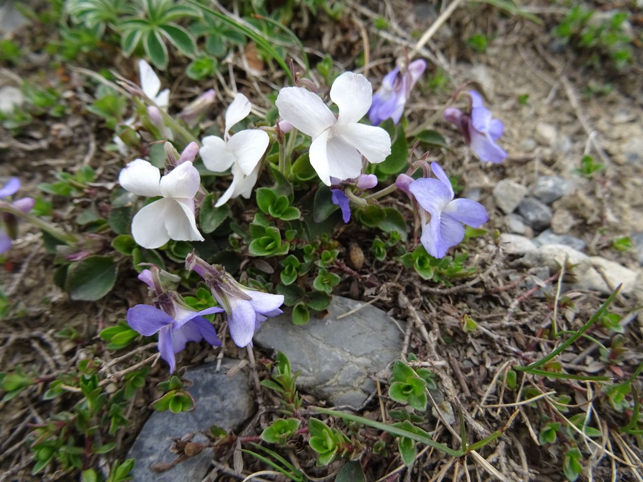 Viola rupestris bark