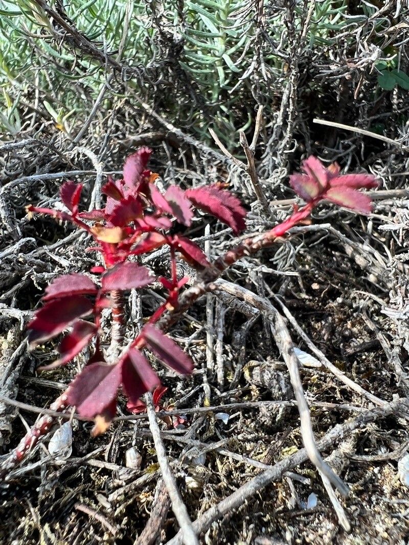 Rosa arkansana — search result for 'Rosa'